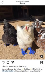 An image of chickens wearing winter shoes 