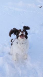 Photo of Lincoln, the dog, jumping in snow looking very happy.