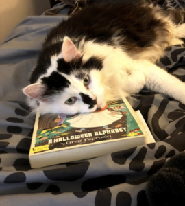 Xerox, the cat, laying on a book on a bed 