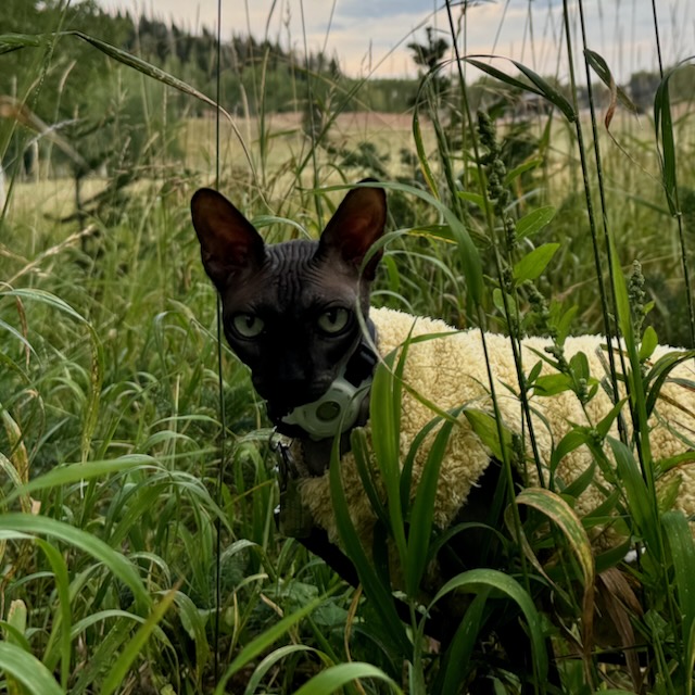 Anu the cat standing in grass